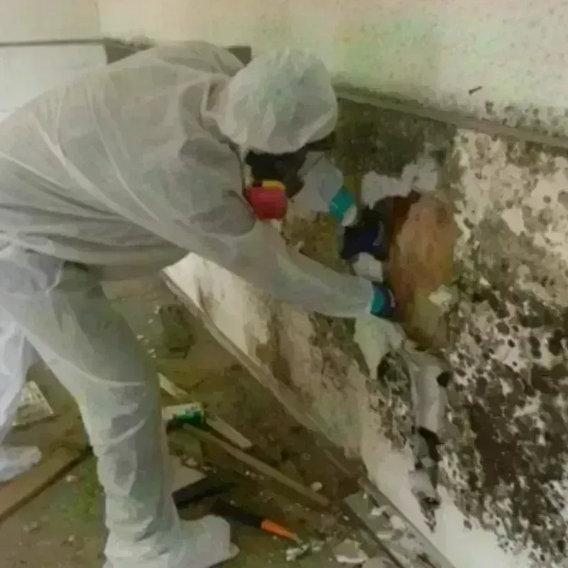 Mold Remediation and Removal in Rollinsford, NH